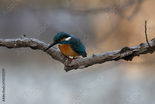 Kingfisher is watching down to find something to eat.