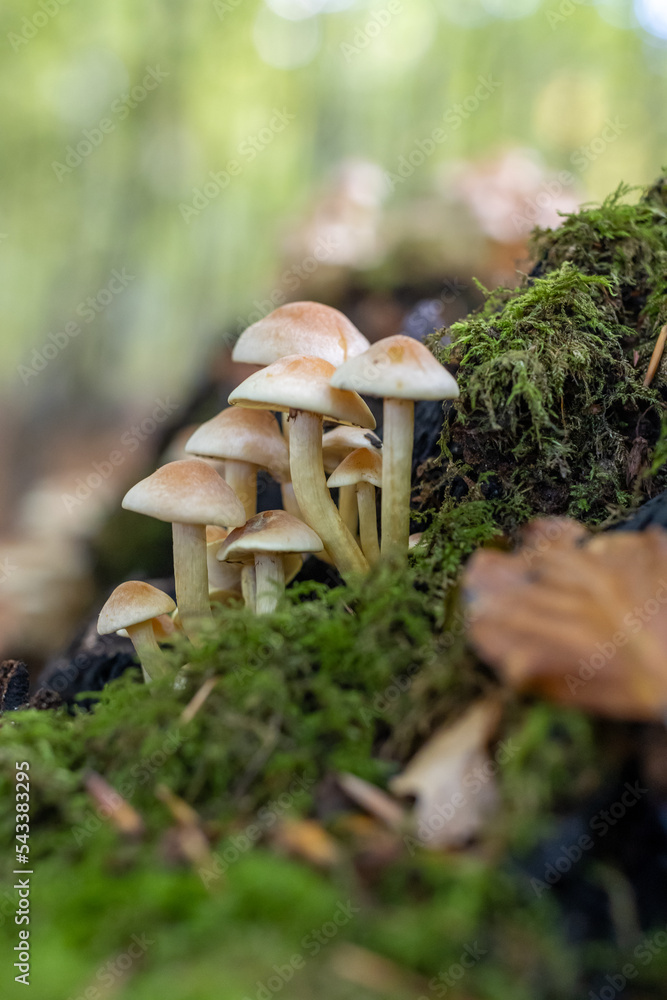 Psilocybe Cubensis How To Grow Magic Mushrooms Like A Pro - mmokwcp