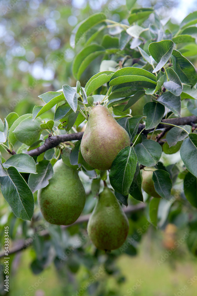 Shiny delicious pears hanging from a tree branch in the orchard.. Shiny delicious pears hanging from a tree branch in the orchard..