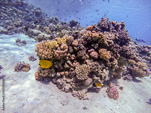 Bluecheek butterflyfish (Chaetodon semilarvatus) at the Red Sea coral reef.. photo