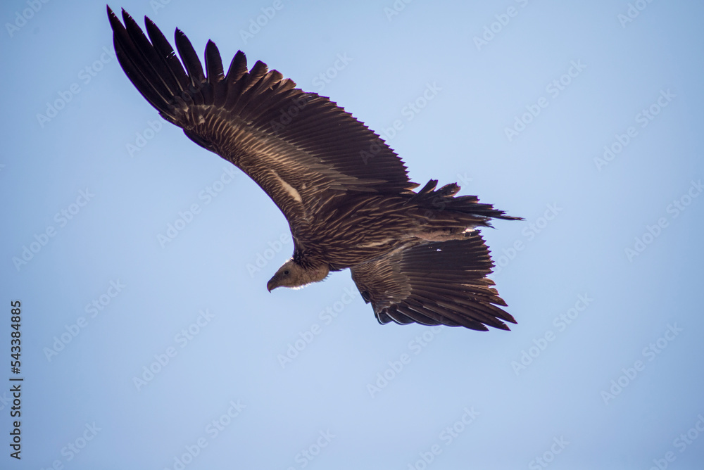 Eagle in flight gliding towards the sky Eagle in flight gliding towards the sky