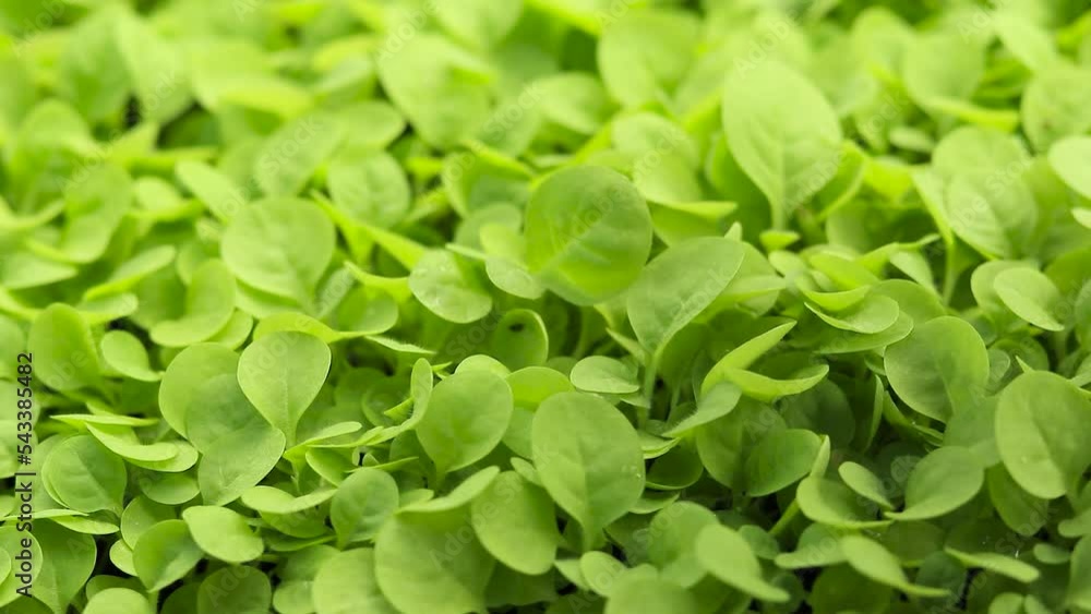 pluck the saplings tobacco preparing for planting tobacco seedlings green leave of tobacco, tobacco season agriculture green background pluck the saplings tobacco preparing for planting tobacco seedlings green leave of tobacco, tobacco season agriculture green background