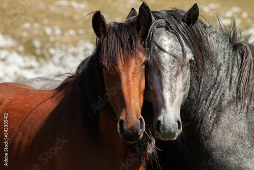 Two wild horses with their faces close together