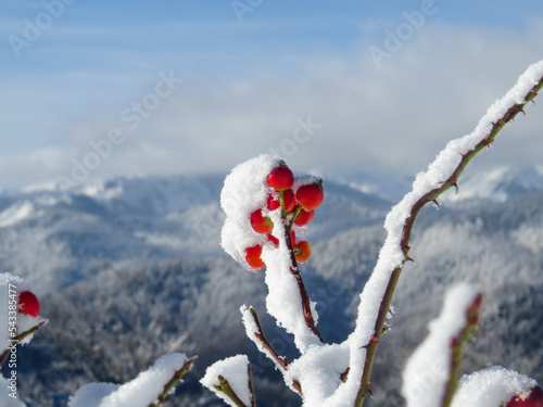 Red rose hip fruit covered with snow on the mountain in winter photo