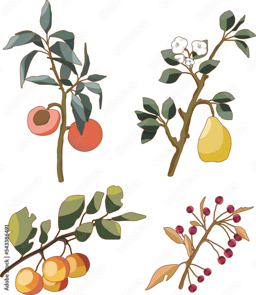 Vector fruits and berries. Fruit trees. Apples, peach, pear and berries on a branch.
