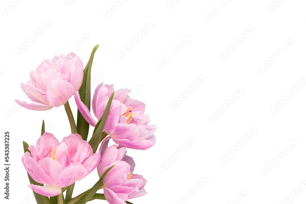 Fototapeta premium Pink tulip flower on pastel background.