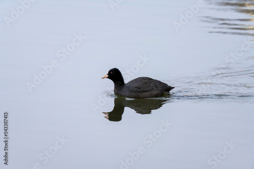 American Coot is swimming photo