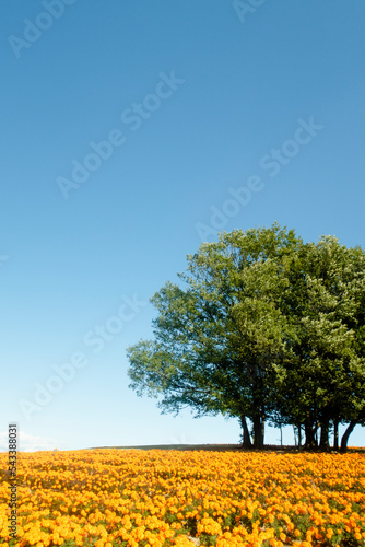 青空とマリーゴールドと大きな木のある風景 photo