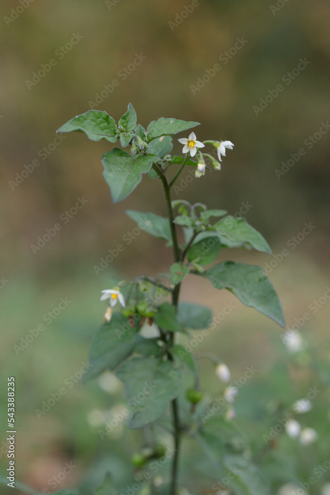 White blossoms of black nightshade (Solanum nigrum). White blossoms of black nightshade (Solanum nigrum).