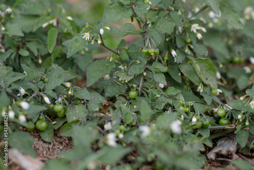 Immature berries and white blossoms of black nightshade (Solanum nigrum). photo