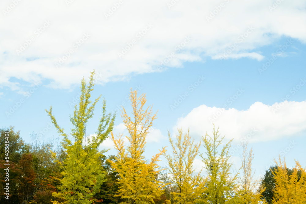 秋を彩る黄色のイチョウ並木