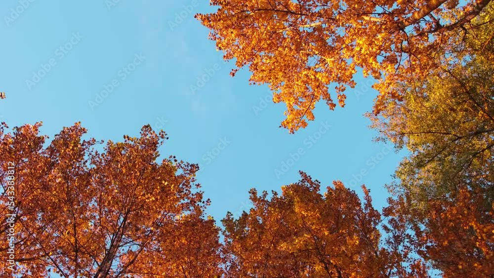 Looking up on a yellow autumn tree tops against blue sky. Golden season. Orange leaves in sunlight rays. Sunset time. Details of garden nature landscape. Sunny day. Deciduous forest. Big poplars. 4K. Looking up on a yellow autumn tree tops against blue sky. Golden season. Orange leaves in sunlight rays. Sunset time. Details of garden nature landscape. Sunny day. Deciduous forest. Big poplars. 4K.