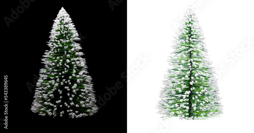 Weihnachtsbaum isoliert vor weißem und schwarzem Hintergrund