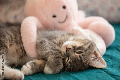 Sweet tabby kitten sleeping with octopus toy 2