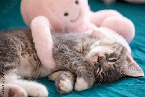 Sweet tabby kitten sleeping with octopus toy 3