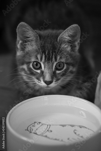 Little kitten with her bowl of water