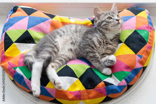 Tabby kitten on a colorful pillow 1