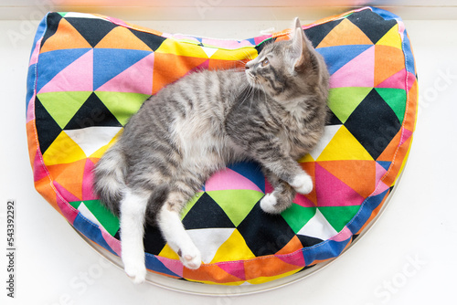 Tabby kitten on a colorful pillow 2