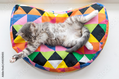 Tabby kitten on a colorful pillow 5