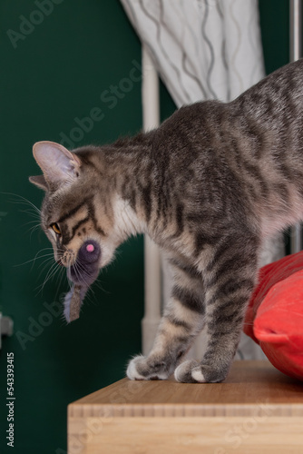 Tabby cat and her mouse toy 2