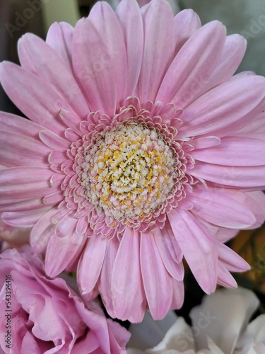 Cute flower
