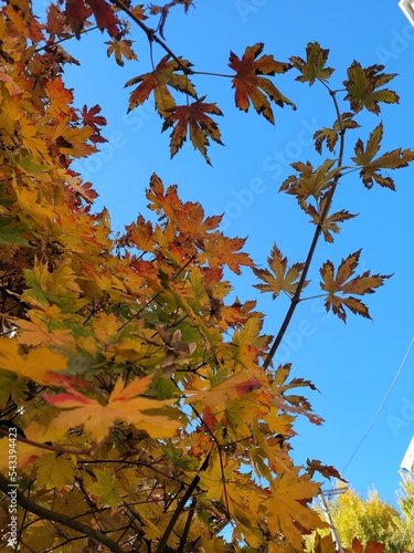 The maple tree