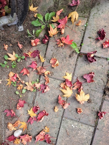 Maple drop