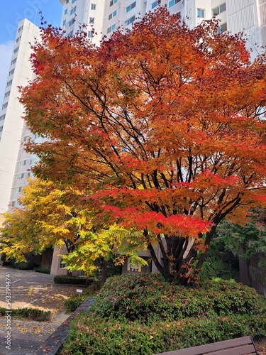 The maple