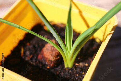 yucca jukka juka ogrodowa photo