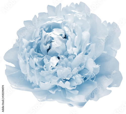 Fototapeta Naklejka Na Ścianę i Meble -  Blue  peony flower  on  isolated background with clipping path. Closeup. For design. Transparent background.   Nature.