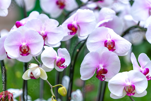 Phalaenopsis orchids flowers bloom in spring lunar new year 2022 adorn the beauty of nature  a rare wild orchid decorated in tropical gardens 