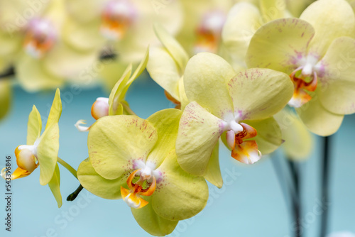 Phalaenopsis orchids flowers bloom in spring lunar new year 2022 adorn the beauty of nature, a rare wild orchid decorated in tropical gardens