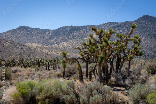 Joshua trees (Yucca brevifolia), a plant species of the Yucca genus in the California desert, photo taken between Las Vegas and Seqouia Park
