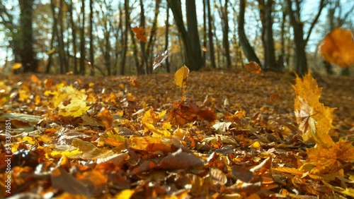 Super slow motion of flying autumn leaves. Filmed on high speed cinema camera, 1000 fps. photo