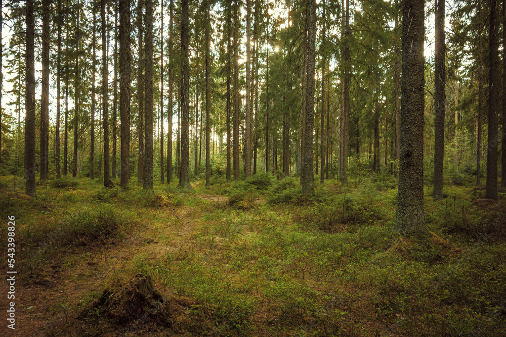 Autumn spruce forest. Century-old spruce trees in the reserve. A trip for mushrooms and berries. A magical forest with huge trees Autumn spruce forest. Century-old spruce trees in the reserve. A trip for mushrooms and berries. A magical forest with huge trees