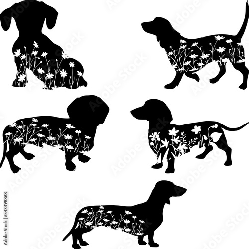 Silhouette of dachshund dog with herbs and leaves ornament on white background, Wiener Dog Silhouette , Vector illustration, Isolated