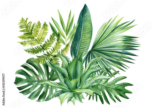 Tropical leaves isolated on white background. Jungle green plant. Botanical illustration 