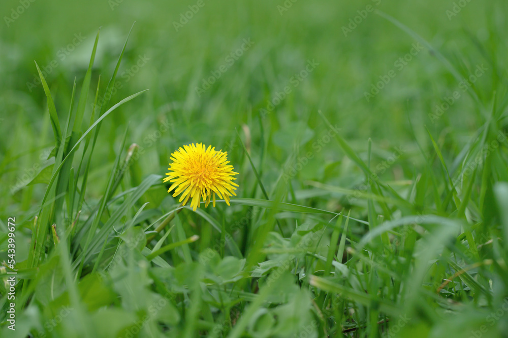 Single dandelion blossom (Genus Taraxacum) on a fodder meadow. Place for text, copy space. Single dandelion blossom (Genus Taraxacum) on a fodder meadow. Place for text, copy space.
