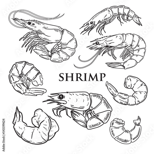 vector drawing black shrimps on a white background