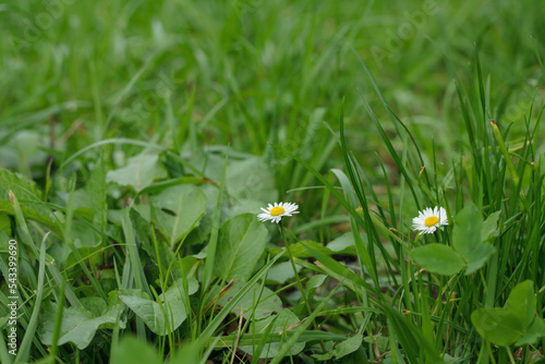 Two daisy flowers (Bellis perennis)in a forage meadow.