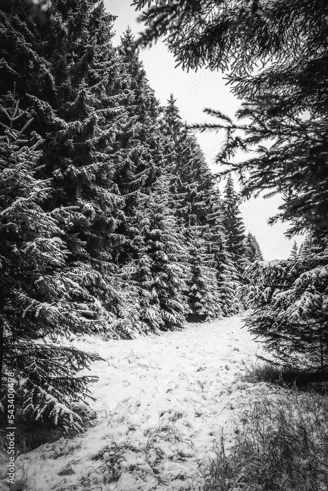 Snowland Snowland