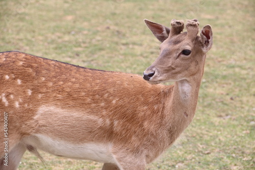 Fototapeta Naklejka Na Ścianę i Meble -  Portret młodego jelenia.