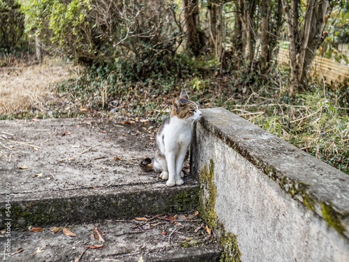 何かを見つめる猫 photo