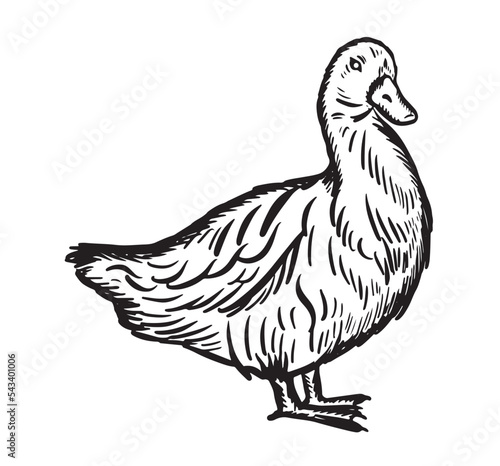 Hand drawn duck sketch.Thanksgiving day farming.Vector illustration.