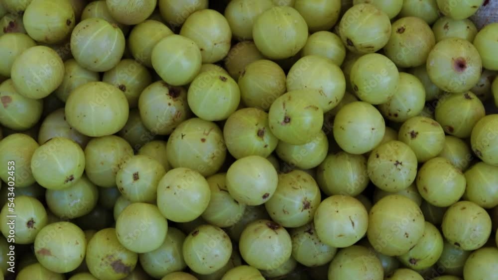fresh indian gooseberries from farm close up from different angle fresh indian gooseberries from farm close up from different angle