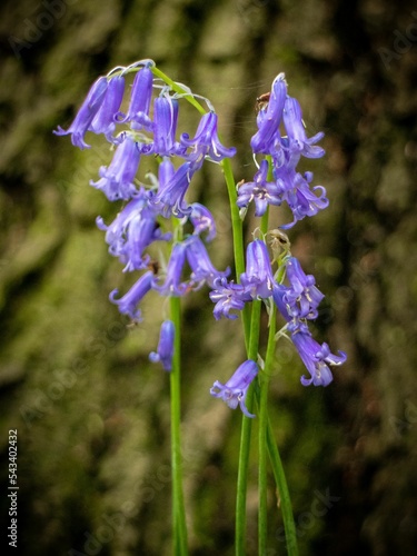 Fotografie Vertical closeup of English bluebells (Hyacinthoides non-scripta) against blurre
