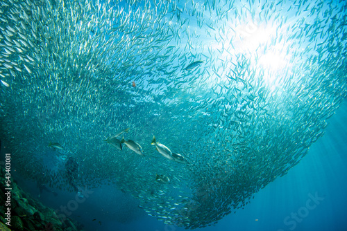 inside sardine baitball underwater