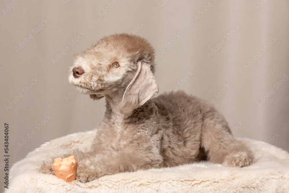 Liver bedlington terrier best sale