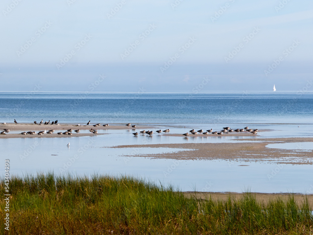 Möven und andere Wasservögel  im Flachwasser vor dem Strand