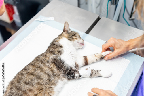 Veterinary clinic, a recently anesthetized cat waiting for the operation asleep on the operating table photo